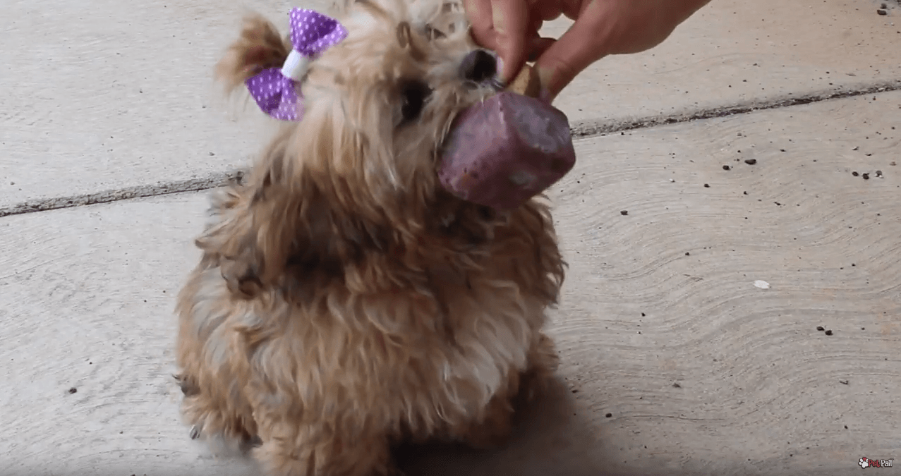 Pawsicle