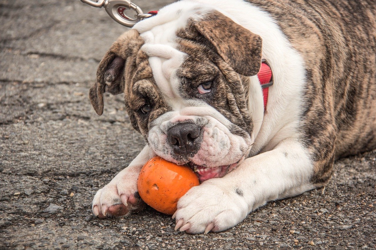 english-bulldog-2432205_1280