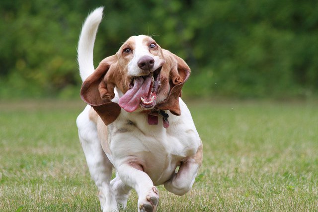 happy-dog