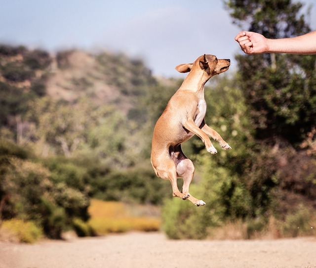 park_dog