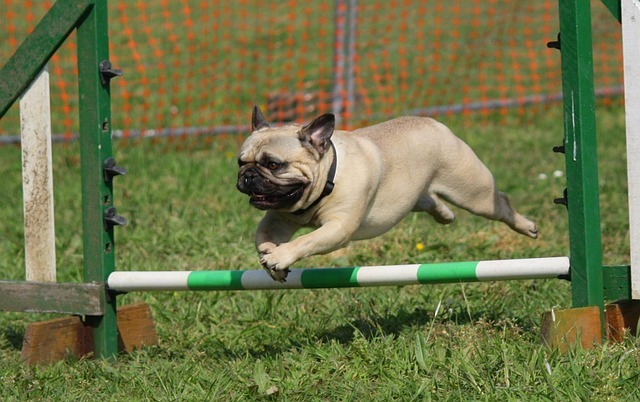 On the go pets