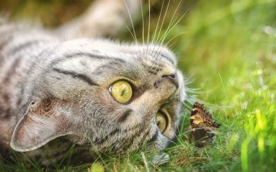 My Pet Pail Spotlight: The American Shorthair Cat