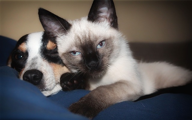 catdog