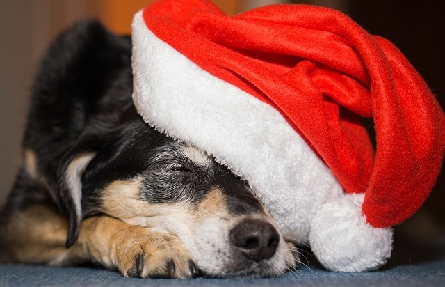 Holiday Pet Gift Ideas
