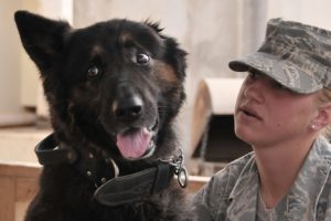 Veterans and Dogs
