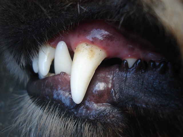 dog_teeth