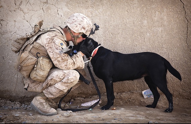 How Service Dogs Help the Military