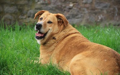 What to do to help your overweight dog